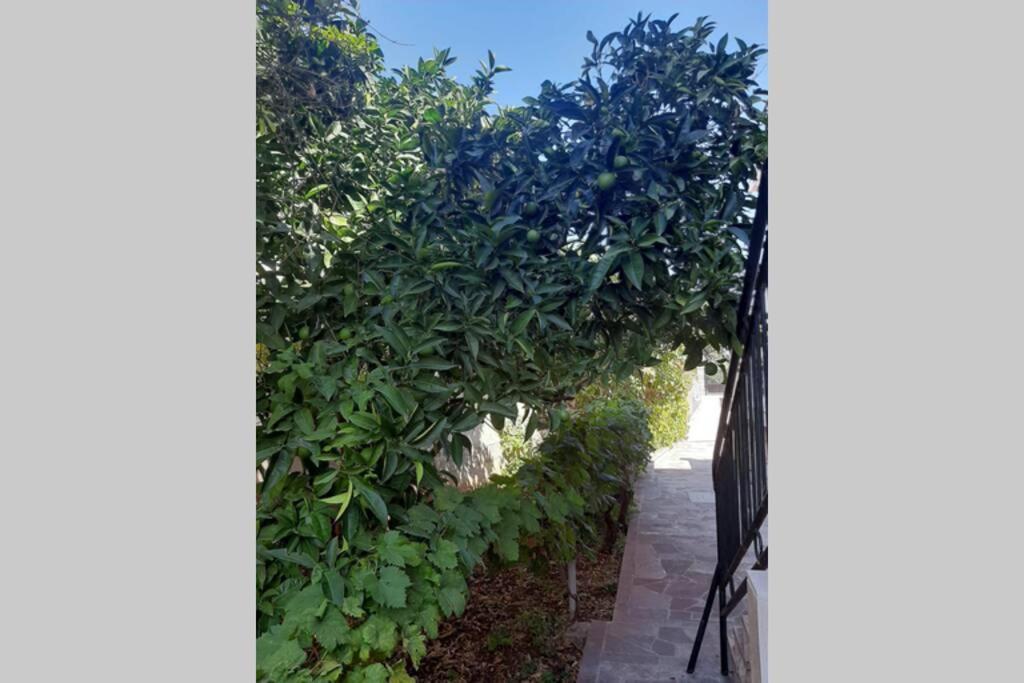 Giovanna - Spacious Lovely Apartment Supetar Εξωτερικό φωτογραφία